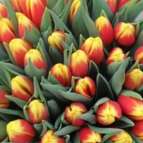 Тюльпан Furand Dream 10шт