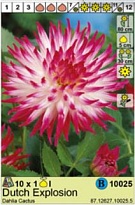 Георгина Датч Эксплоужен кактус. 1шт*