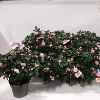 Азалия Айко розовый d14 h30 6шт