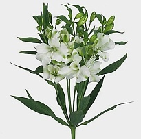 Альстромерия Fl Charmelia White 10шт