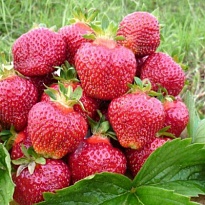 Земляника Хоней (ОКС) 5шт/кор