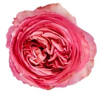 Роза Skyroses Cia Ltda Pink Xpresion дл.50 25шт