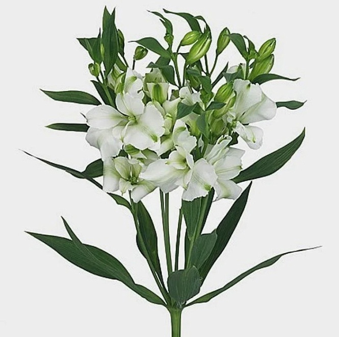 Альстромерия Fl Charmelia White 10шт