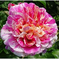 Роза Массад Руделе Фелибрен парковая/Цв.Кор