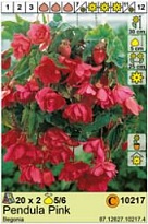 Бегония Пендула Розовая 5/6 2шт*