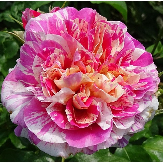 Роза Массад Руделе Фелибрен парковая/Цв.Кор