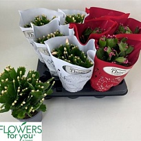 Шлюмбергера Вайт-Ред d11 h25 9шт