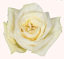 Роза Bella Роза S.a. Cream Shimmer дл.50 25шт