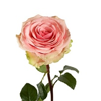 Роза Paramo Roses Geraldine дл.50 25шт