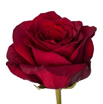 Роза Antera Roses Explorer дл.50 25шт