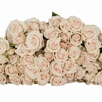 Роза кустовая Royal Porcelina дл.80 10шт
