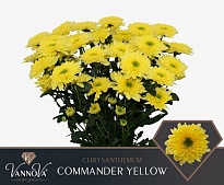 Хризантема кустовая Commander Yellow 5шт