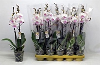Орхидея Фален. Вайт-Пинк (биг липс) 2ст d12 h60 10шт