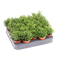 Рипсалис Бассифера Хатиора d5 h10 20шт