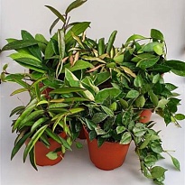 Хойя микс d12 h20 6шт