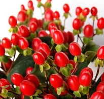 Гиперикум Раунд Бин (К) дл.70 1уп