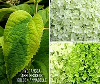 Гортензия (Hydrangea) древ Голден Анабелль 3,6л h30-40 1шт