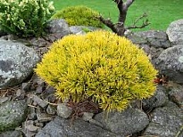 Сосна (Pinus) горная Винтер Голд 5л h30-40 1шт