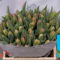 Тюльпан Marvel Parrot 10шт