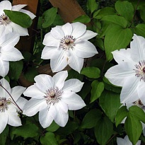 Клематис (Clematis) Мисс Бейтман d9 h35 12шт
