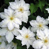 Клематис (Clematis) Мадам ле Культре d9 10шт