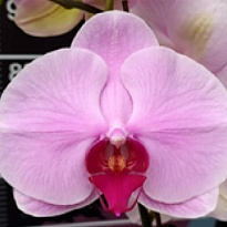Орхидея Фален. Монблан 1ст d12 h90-100 10шт