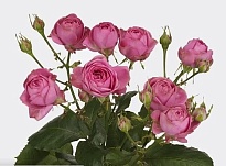 Роза куст. Flora Ola Giselle дл.50 10шт