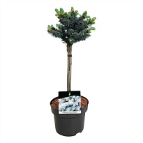 Ель (Picea) колючая Глаука Глобоза стэм d23 h70 1шт