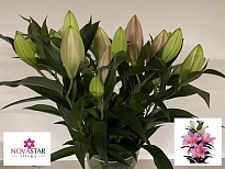 Лилия or. Vendome 10 дл.65 10шт