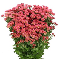 Хризантема сантини Pixel Blush 25шт