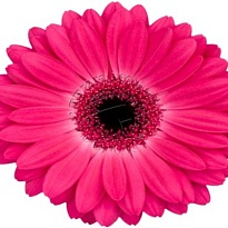 Гербера Rich 25шт