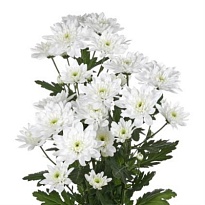 Хризантема кустовая Baltica (120 gr) 5шт.