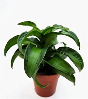 Драцена Блэк Канзи d12 h20 10шт