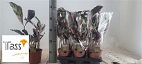 Калатея Вайт Фьюжн d14 h50 6шт