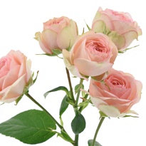 Роза Grandmas Katy кустовая (Ц) дл.50 10шт/уп