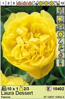 Пион Лаура Десерт 2/3 1шт*