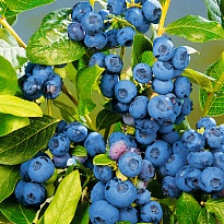 Голубика (Vaccinium) высокорослая Патриот/Цв.Кор 1шт