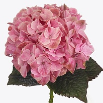 Гортензия Magical Sweet Ruby дл.80 d22 1шт