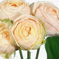 Роза Sweet Cataline кустовая (Ц) дл.50 10шт/уп