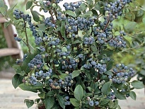 Голубика (Vaccinium) высокорослая Блюголд 1,5 года К1,5 1шт