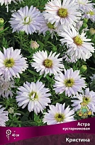 Астра кустарниковая Кристина 1шт