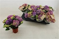 Гортензия Макр. ТейблТенсия  d10 h25 8шт