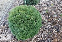 Туя (Thuja) западная Вотерфилд 10л h40-50 1шт