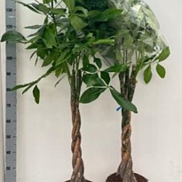 Пахира Твист.Стэм d27 h160 1шт