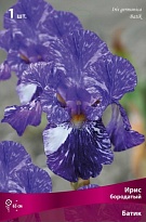 Ирис бородатый Батик 1шт