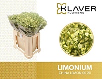 Лимониум China Lemon 5 шт
