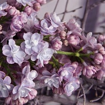 Сирень (Syringa) обыкновенная Мишель Бюхнер d9 h25-35 18шт