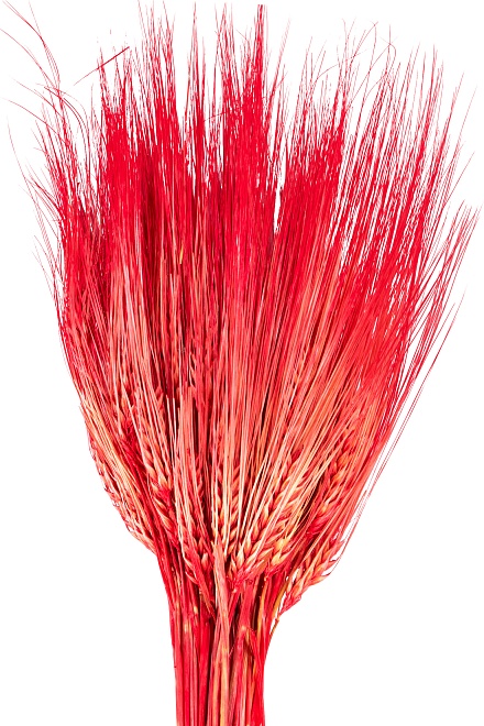 Ячмень сухоцвет, h60см, 100г, красный