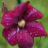 Клематис (Clematis) Волюцея 3л h80-100 1шт