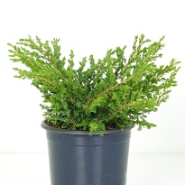 Можжевельник (Juniperus) обыкн. Репанда (KV) d23 h50-80 1шт